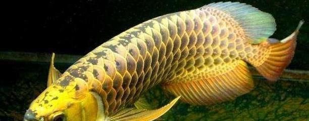 龍魚養殖基地的最新消息視頻：龍魚養殖基地養殖基地可以實現經濟效益和生態效益雙贏