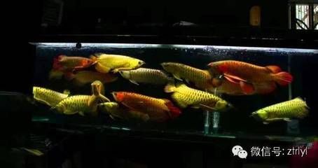 龍魚養殖基地的最新消息視頻：龍魚養殖基地養殖基地可以實現經濟效益和生態效益雙贏