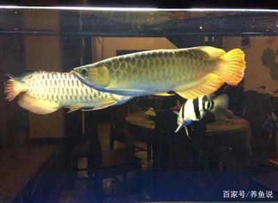 紅龍魚和金龍魚區別大嗎（如何鑒別高品質紅龍魚和金龍魚）