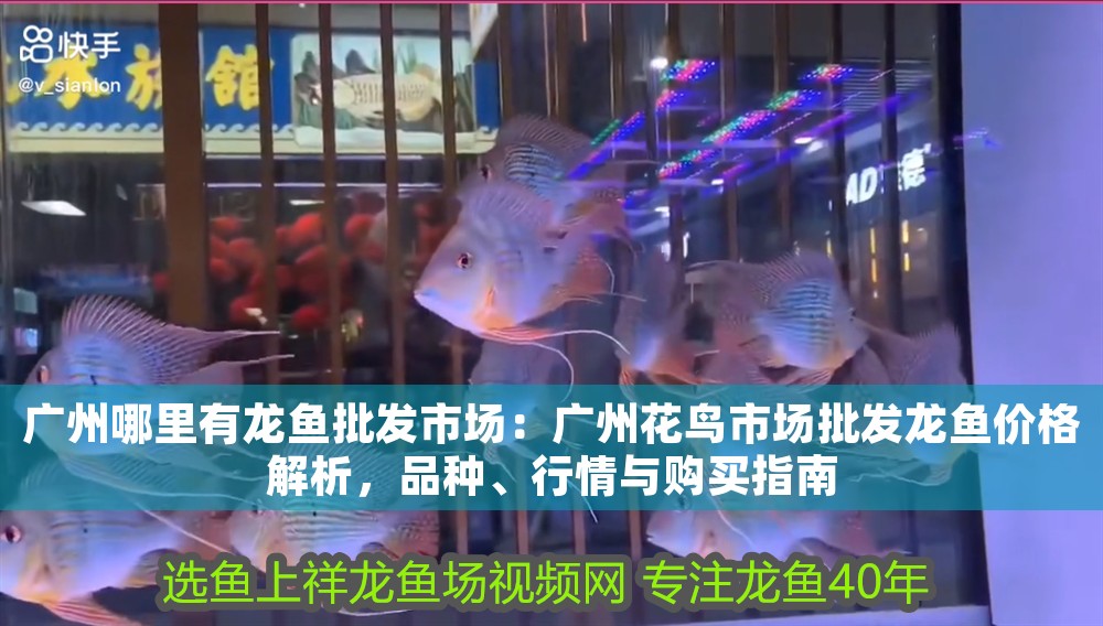 廣州哪里有龍魚批發(fā)市場(chǎng)：廣州花鳥市場(chǎng)批發(fā)龍魚價(jià)格解析，品種、行情與購(gòu)買指南