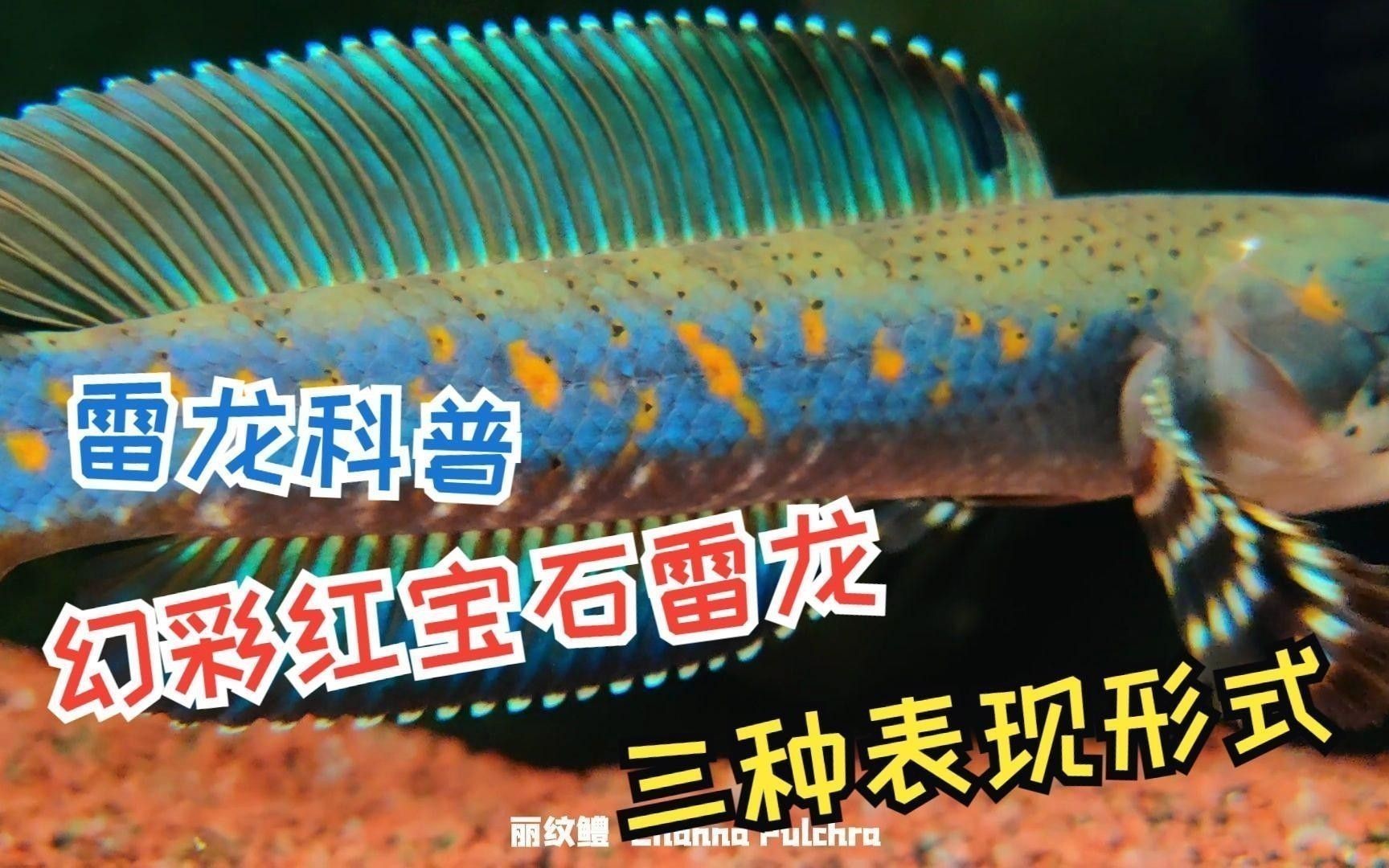 幻彩紅寶石雷龍的價(jià)格是多少？