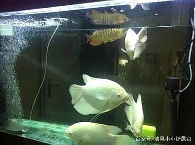 龍魚幾個品種一起養：混養龍魚需要注意哪些問題