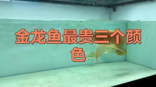 藍底過背金龍魚最貴三個顏色