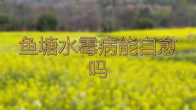 銀龍魚水霉病能自愈嗎？