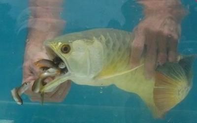 龍魚游著經常張嘴：龍魚游動時頻繁張嘴可能由幾個原因引起