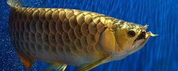 龍魚游著經常張嘴：龍魚游動時頻繁張嘴可能由幾個原因引起
