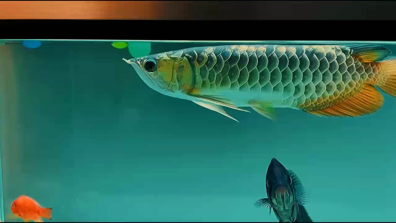 炮彈頭古典金龍魚的特點：炮彈頭古典金龍魚的主要特點