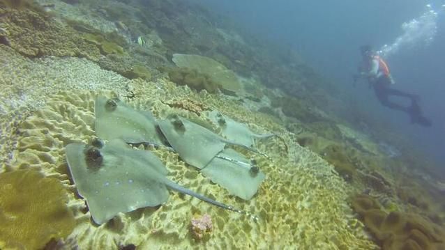 馬爾代夫的鰩魚會攻擊人嗎