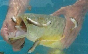 龍魚嘴巴一直張著不動：龍魚嘴巴一直張著不動是怎么回事？