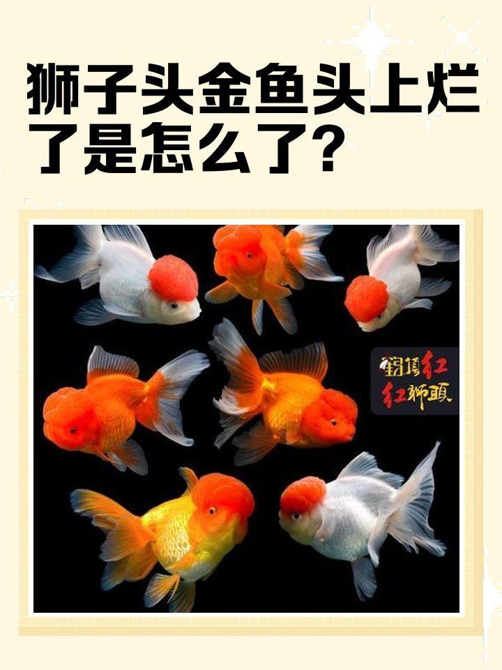 金魚頭上發(fā)白腐爛怎么辦