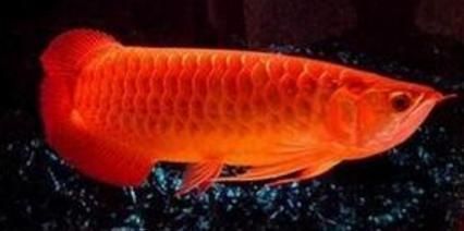 黑底金龍魚：金龍魚飼養常見誤區