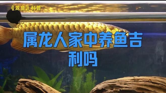 養(yǎng)龍魚不吉利的原因