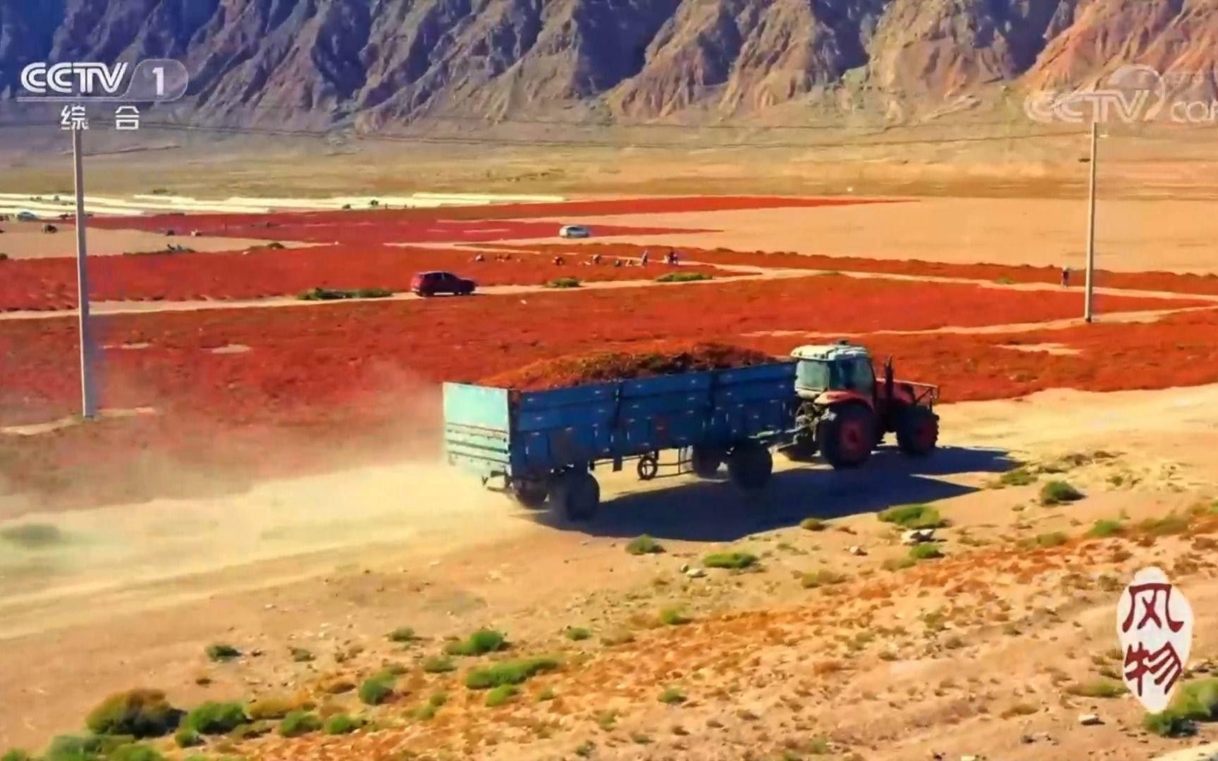 辣椒紅龍有哪些主要產地？