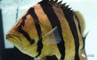 龍魚怎么分辨（如何分辨不同品種的龍魚）