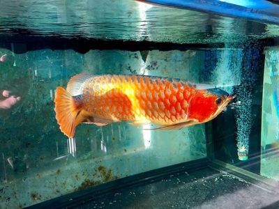 龍魚之巔官方網：龍魚之巔app特色功能介紹