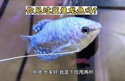 龍魚吃清潔工怎么回事（龍魚與清潔工魚共存策略，）
