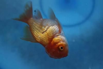 龍魚鱗片有劃痕：如何判斷龍魚鱗片劃痕的嚴重程度