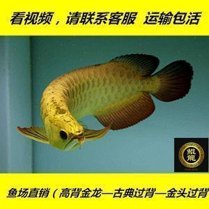 龍魚鱗片有劃痕：如何判斷龍魚鱗片劃痕的嚴重程度