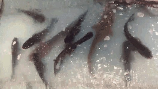 龍魚只吃蝦不吃魚怎么回事：龍魚只吃蝦不吃魚怎么回事龍魚只吃蝦不吃魚怎么回事