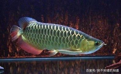 龍魚(yú)哪里產(chǎn)的：龍魚(yú)產(chǎn)地遍布全球多個(gè)地區(qū)