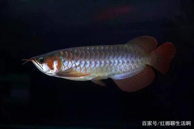 龍魚(yú)哪里產(chǎn)的：龍魚(yú)產(chǎn)地遍布全球多個(gè)地區(qū)