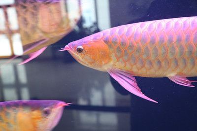 紅龍魚顏色發黃什么原因（紅龍魚不紅發黃為什么紅龍魚不紅發黃為什么）
