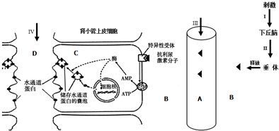 魟魚適宜水溫和調節技巧，魟魚適宜的水溫和調節技巧