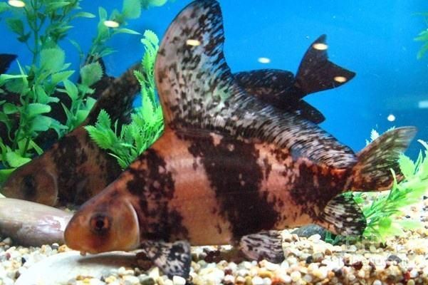 三間鼠魚會被龍魚吃掉嗎（三間鼠魚可以與龍魚混養(yǎng)嗎？）
