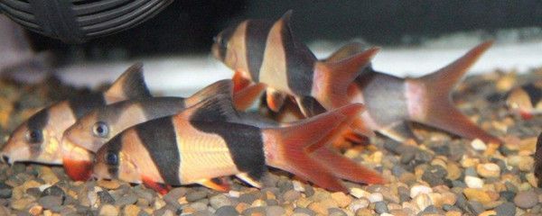 三間鼠魚會被龍魚吃掉嗎（三間鼠魚可以與龍魚混養(yǎng)嗎？）