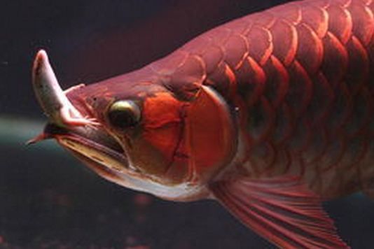 龍魚怎么養最好養活的：養好龍魚需要注意以下幾點