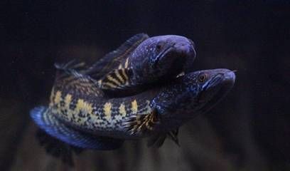 龍魚在中國可以繁殖嗎現在：如何辨別龍魚的性別，龍魚繁殖基地參觀指南