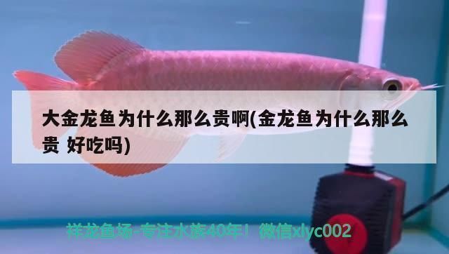 龍魚在中國可以繁殖嗎現在：如何辨別龍魚的性別，龍魚繁殖基地參觀指南
