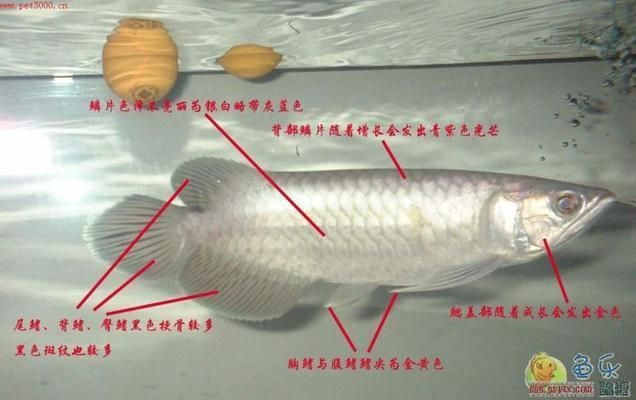觀賞魚種類龍魚，飼養(yǎng)龍魚需要注意以下五種方面，龍魚飼養(yǎng)技巧有哪些