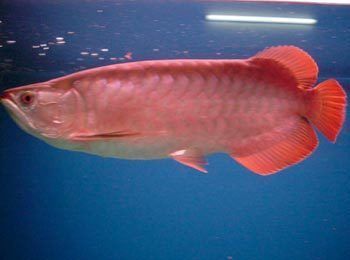 觀賞魚種類龍魚，飼養(yǎng)龍魚需要注意以下五種方面，龍魚飼養(yǎng)技巧有哪些