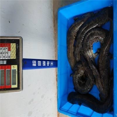 汕頭杜龍魚一斤多少錢（在汕頭，杜龍魚的價格有所不同,在一家海鮮火鍋店）