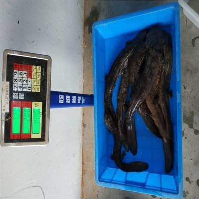 汕頭杜龍魚一斤多少錢（在汕頭，杜龍魚的價格有所不同,在一家海鮮火鍋店）