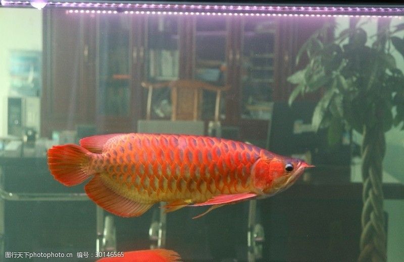 紅龍魚缸底色發黃（紅龍魚缸底色發黃怎么辦？）