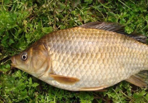 幼魚飼料投喂量控制技巧：如何有效控制幼魚的飼料投喂量
