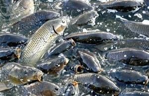 幼魚飼料投喂量控制技巧：如何有效控制幼魚的飼料投喂量