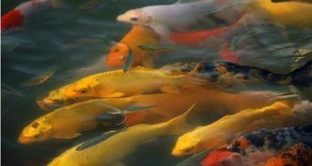 幼魚飼料投喂量控制技巧：如何有效控制幼魚的飼料投喂量