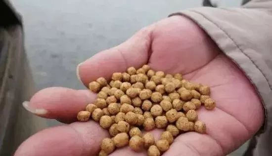 幼魚飼料投喂量控制技巧：如何有效控制幼魚的飼料投喂量