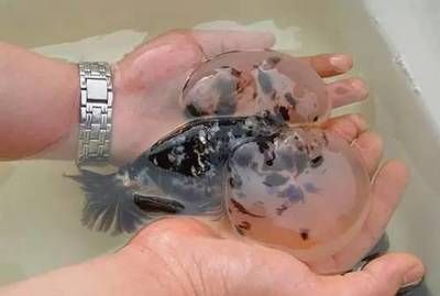 幼魚飼料投喂量控制技巧：如何有效控制幼魚的飼料投喂量