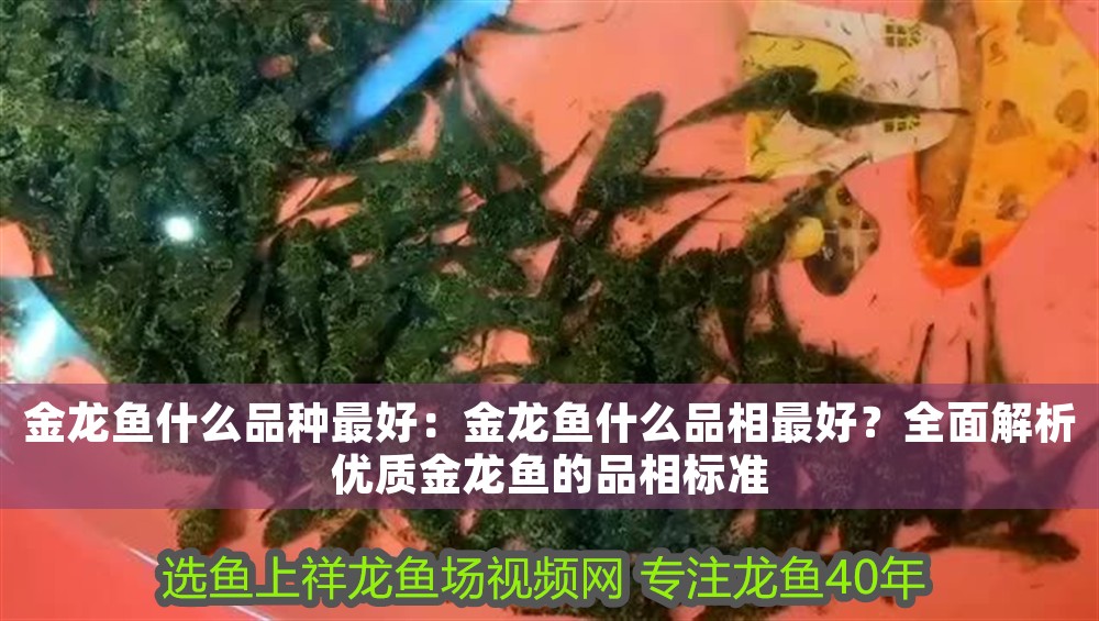 金龍魚什么品種最好:金龍魚什么品相最好?全面解析優質金龍魚的品相標準 龍魚百科 第1張 金龍魚什么品種最好:金龍魚什么品相最好?全面解析優質金龍魚的品相標準 金龍魚什么品種最好:金龍魚什么品相最好?全面解析優質金龍魚的品相標準 龍魚百科 第1張