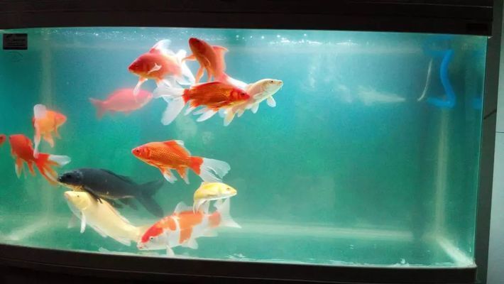 魚缸的水一天就渾濁了