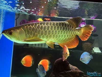 金龍魚膠有什么功效和禁忌嗎，金龍魚膠與維生素同食需要注意的是金龍魚膠對身體有好處