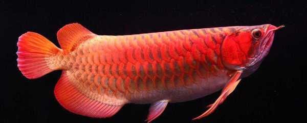 龍魚吃什么上色好一點圖片：龍魚專用飼料品牌推薦