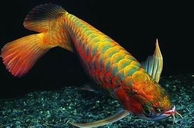 龍魚吃什么上色好一點圖片：龍魚專用飼料品牌推薦