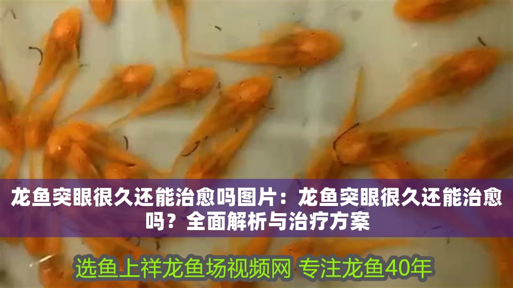 印尼紅龍魚多少錢一條合適的缸子養(yǎng)：印尼紅龍魚價格解析與合適缸子選擇指南