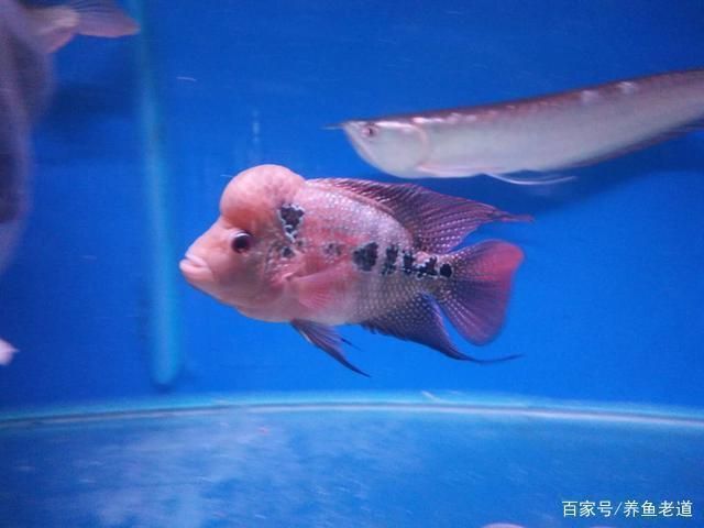印尼紅龍魚多少錢一條合適的缸子養(yǎng)：印尼紅龍魚價格解析與合適缸子選擇指南