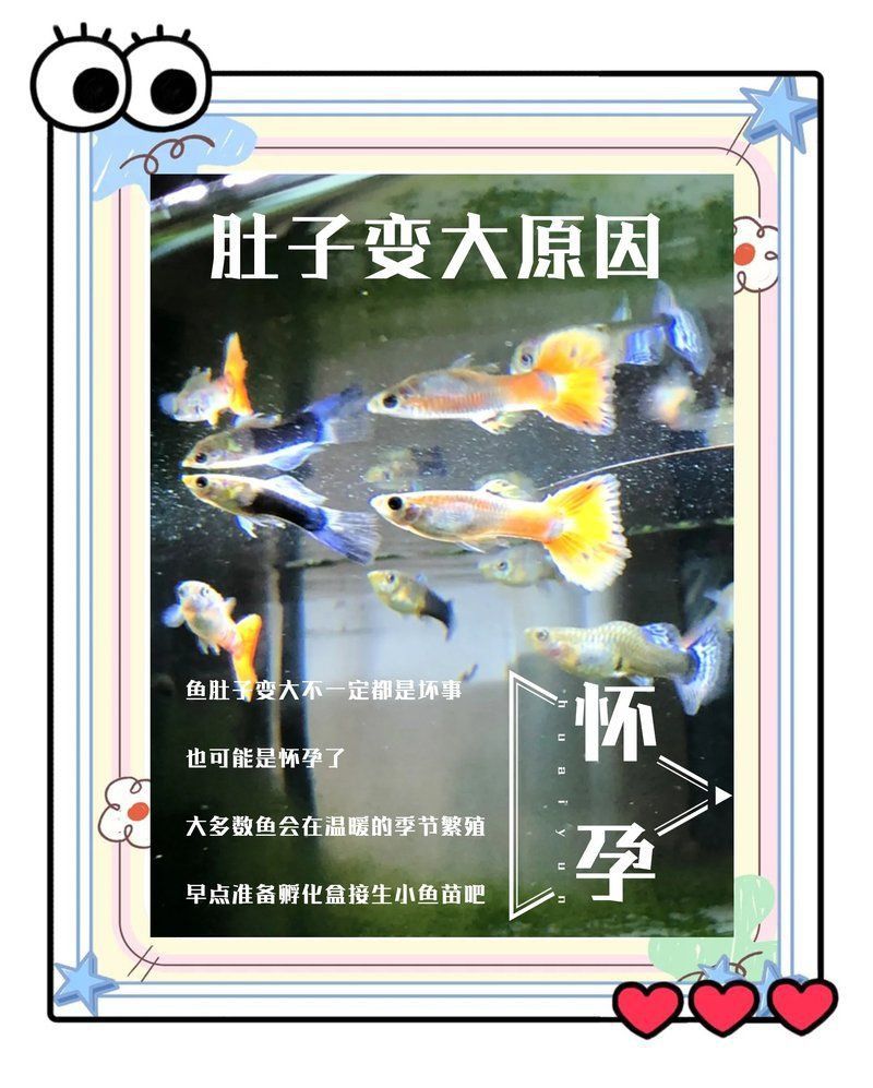 金龍魚腹部鼓凸會自愈嗎？